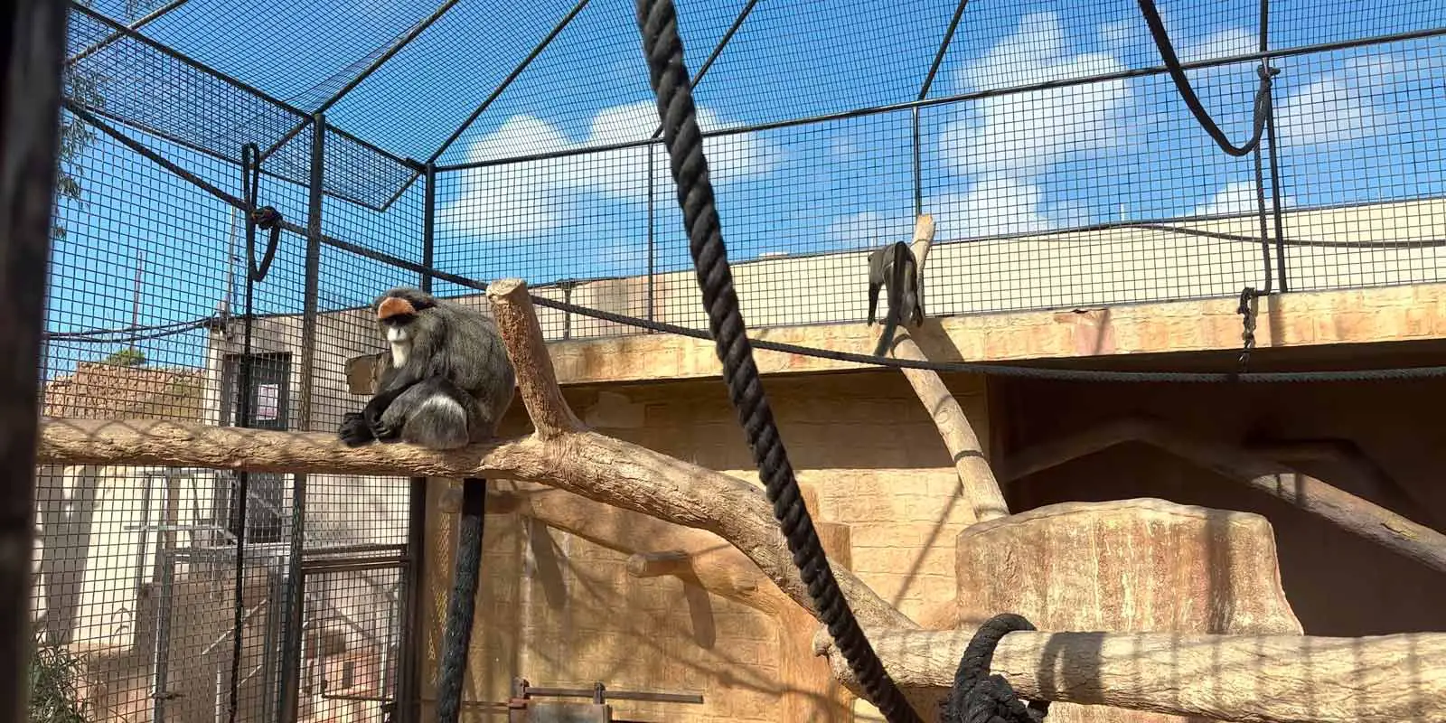 Monkey Park Tenerife Monos