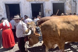 Foto de Romería de San Roque