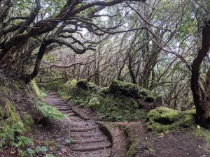 Bosque del Parque rural de Anaga
